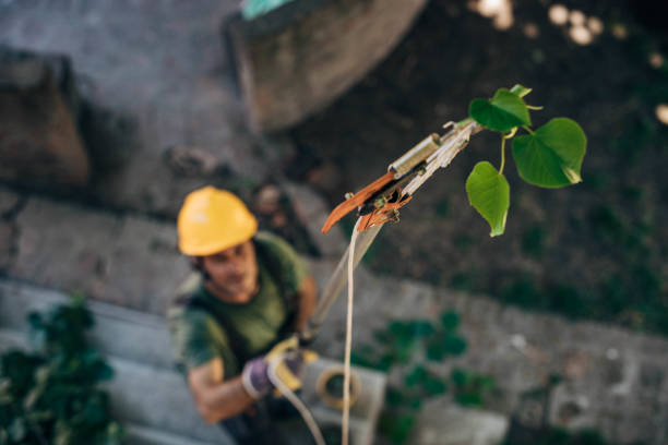 Best Emergency Tree Removal  in Commack, NY