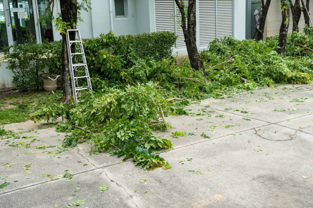 Tree and Shrub Care in Commack, NY