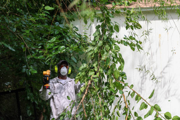 Best Weed Control  in Commack, NY