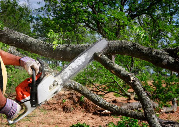Best Firewood Processing and Delivery  in Commack, NY